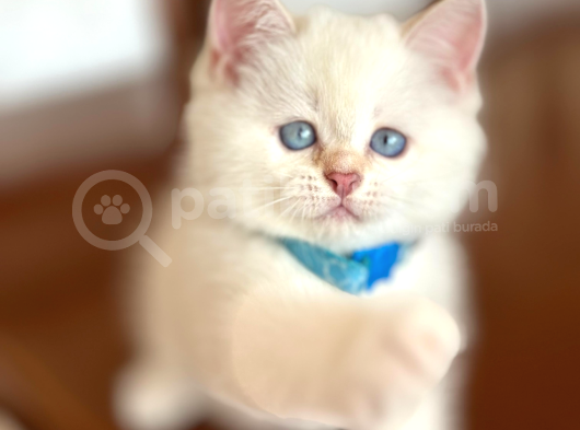 Kendi Safkan Kedilerimizin Yavruları British Shorthair Bebek görsel