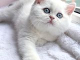 Kendi safkan kedilerimizin yavruları British Shorthair bebek