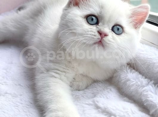 Kendi Safkan Kedilerimizin Yavruları British Shorthair Bebek