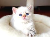 Kendi Safkan Kedilerimizin Yavruları British Shorthair Bebek