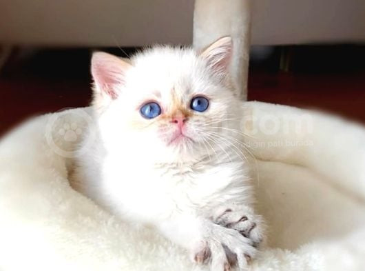 Kendi Safkan Kedilerimizin Yavruları British Shorthair Bebek görsel