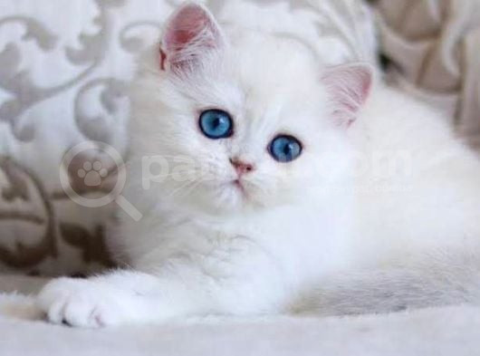 Kendi Safkan Kedilerimizin Yavruları British Shorthair Bebek görsel