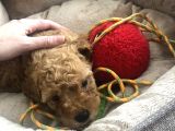 45 Günlük Safkan Toy Poodle Yavru Erkek