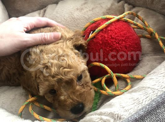 45 Günlük Safkan Toy Poodle Yavru Erkek görsel
