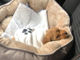 45 Günlük Safkan Toy Poodle Yavru Erkek