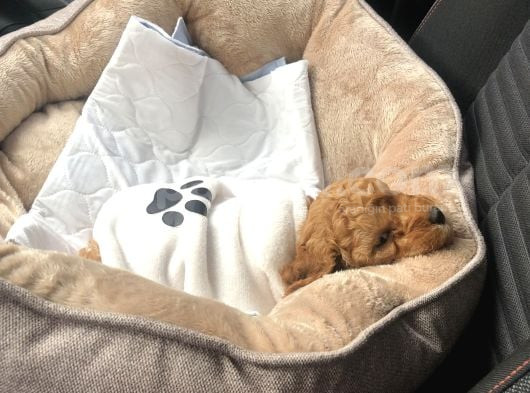 45 Günlük Safkan Toy Poodle Yavru Erkek görsel