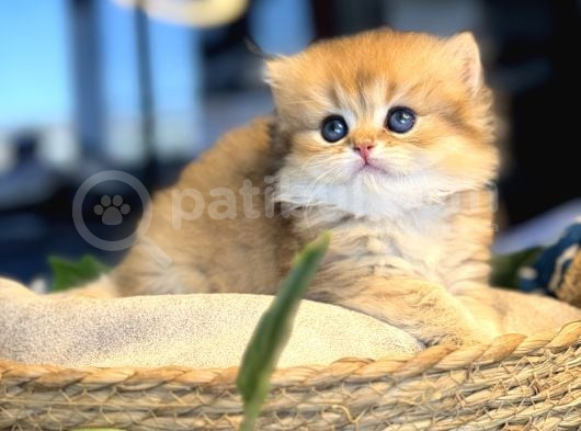 Dünyanın En Güzel Kedisi görsel