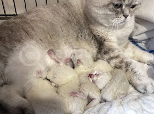 Şeker Çocuklarım Yeni Yuvalarını Arıyor görsel