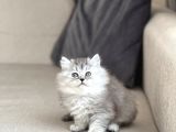 Orji̇nal Bri̇ti̇sh Longhai̇r Si̇lver Yavrum