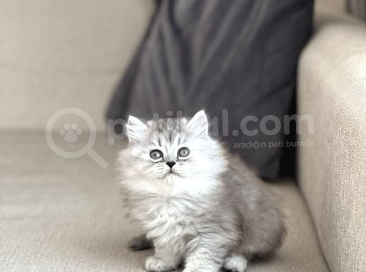 Orji̇nal Bri̇ti̇sh Longhai̇r Si̇lver Yavrum görsel