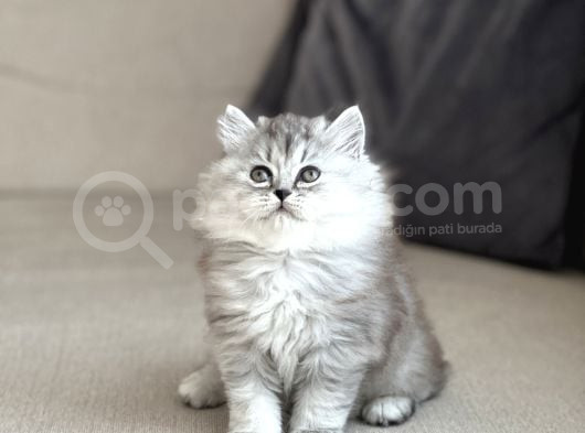 Orji̇nal Bri̇ti̇sh Longhai̇r Si̇lver Yavrum görsel