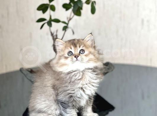Golden Bri̇ti̇sh Longhai̇r Sevi̇mli̇ Yavrumuz görsel