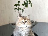 Golden Bri̇ti̇sh Longhai̇r Sevi̇mli̇ Yavrumuz