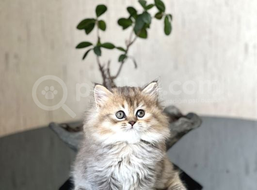 Golden Bri̇ti̇sh Longhai̇r Sevi̇mli̇ Yavrumuz görsel
