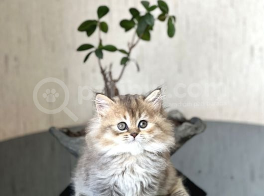 Golden Bri̇ti̇sh Longhai̇r Sevi̇mli̇ Yavrumuz görsel