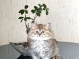 GOLDEN BRİTİSH LONGHAİR SEVİMLİ YAVRUMUZ