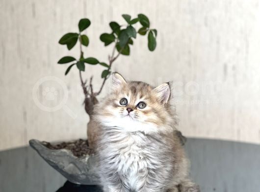 Golden Bri̇ti̇sh Longhai̇r Sevi̇mli̇ Yavrumuz görsel