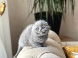 SIFIR KULAK TOP KAFA SCOTTİSH FOLD YAVRUM
