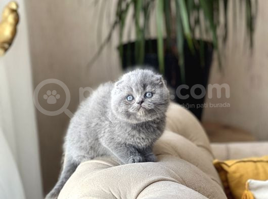 Sifir Kulak Top Kafa Scotti̇sh Fold Yavrum