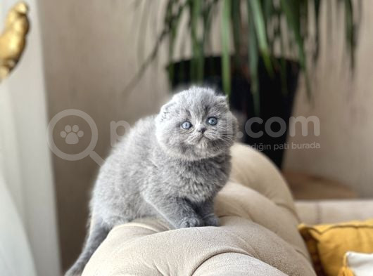 Sifir Kulak Top Kafa Scotti̇sh Fold Yavrum görsel