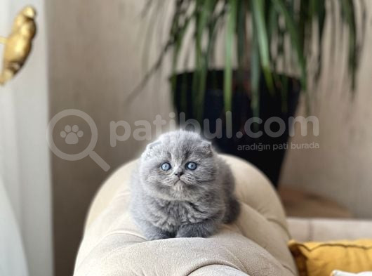 Sifir Kulak Top Kafa Scotti̇sh Fold Yavrum görsel