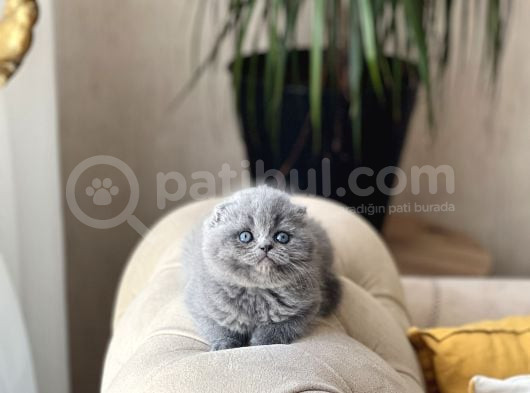 Sifir Kulak Top Kafa Scotti̇sh Fold Yavrum görsel