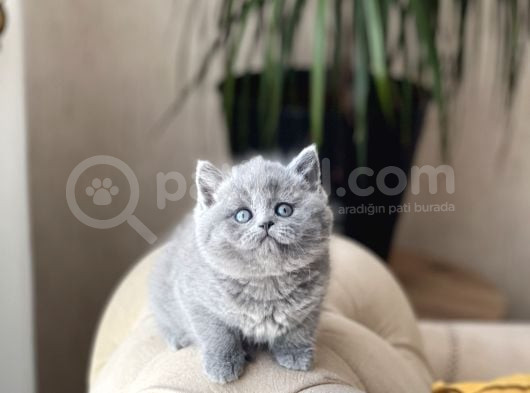 Safkan Ayi Surat Bri̇ti̇sh Shorthai̇r Yavrum görsel