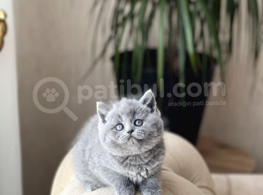 Safkan Ayi Surat Bri̇ti̇sh Shorthai̇r Yavrum görsel