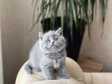 Safkan Ayi Surat Bri̇ti̇sh Shorthai̇r Yavrum
