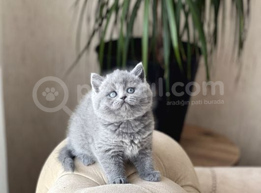 Safkan Ayi Surat Bri̇ti̇sh Shorthai̇r Yavrum görsel
