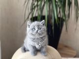 SAFKAN AYI SURAT BRİTİSH SHORTHAİR YAVRUM