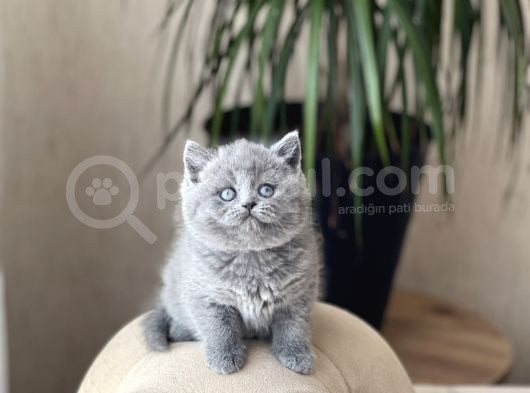 Safkan Ayi Surat Bri̇ti̇sh Shorthai̇r Yavrum