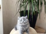 Safkan Ayi Surat Bri̇ti̇sh Shorthai̇r Yavrum