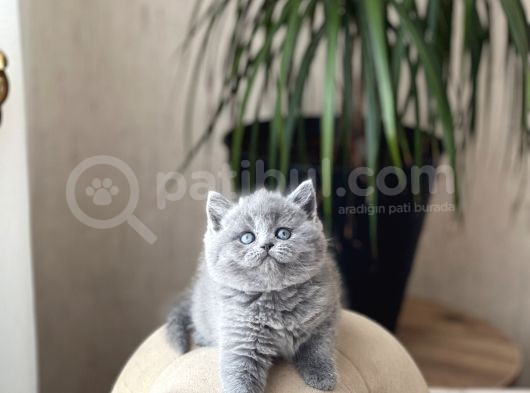 Safkan Ayi Surat Bri̇ti̇sh Shorthai̇r Yavrum görsel