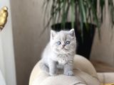 ÖZEL RENK LİLAC BRİTİSH SHORTHAİR YAVRUM
