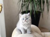 Özel Renk Li̇lac Bri̇ti̇sh Shorthai̇r Yavrum
