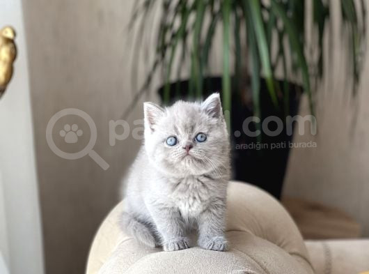 Özel Renk Li̇lac Bri̇ti̇sh Shorthai̇r Yavrum görsel
