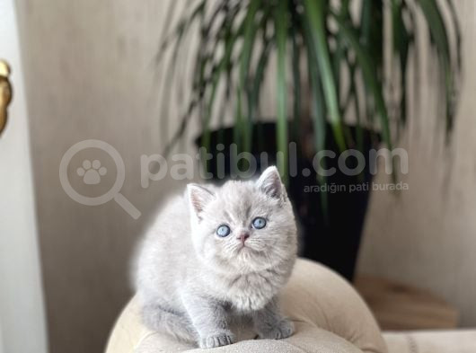 Özel Renk Li̇lac Bri̇ti̇sh Shorthai̇r Yavrum görsel