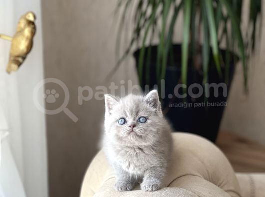 Özel Renk Li̇lac Bri̇ti̇sh Shorthai̇r Yavrum görsel