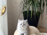 Özel Renk Li̇lac Bri̇ti̇sh Shorthai̇r Yavrum