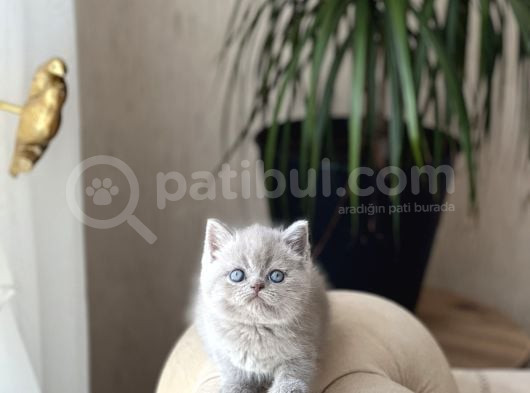 Özel Renk Li̇lac Bri̇ti̇sh Shorthai̇r Yavrum görsel