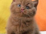 Büyüleyici Chocolate British Shorthair