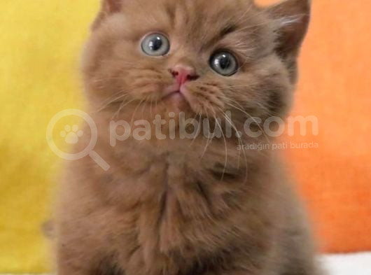 Büyüleyici Chocolate British Shorthair görsel