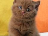 Büyüleyici Chocolate British Shorthair
