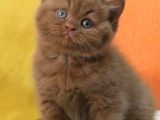 Büyüleyici Chocolate British Shorthair