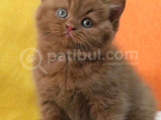 Büyüleyici Chocolate British Shorthair görsel