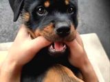 Sağlik Ve Irk Garanti̇li̇ Rotwei̇ler Bebek