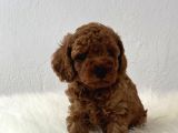Sağlık Ve Irk Garantili Toy Poodle