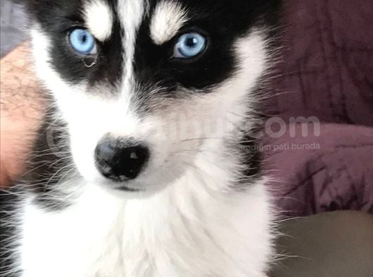 SAĞLIK VE IRK GARANTİLİ HUSKYLER MAVİ