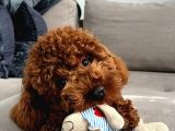 SAĞLIK VE IRK GARANTİLİ TOY POODLE BEBİSLER